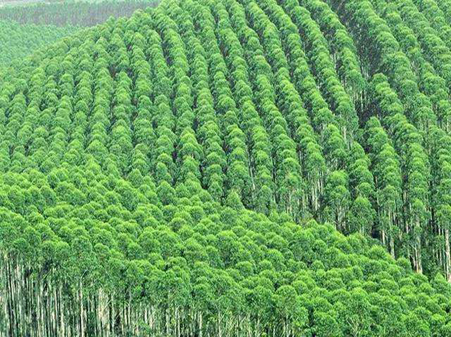 桉樹(shù)種植示范區(qū)